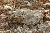380 Egyptian Nightjar
