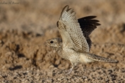 381 Egyptian Nightjar