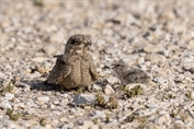 384 Egyptian Nightjar
