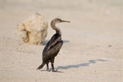 385 Socotra Cormorant