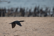388 Socotra Cormorant