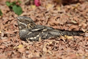 390 European Nightjar
