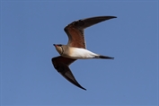 395 Collared Pratincole