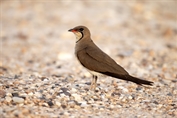 396 Collared Pratincole