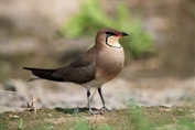 398 Collared Pratincole