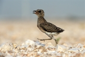 399 Collared Pratincole