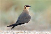 401 Black-winged Pratincole