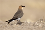 402 Black-winged Pratincole