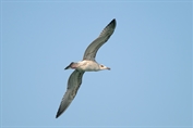 411 Caspian Gull