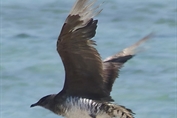 412 Long-tailed Skua
