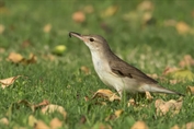 414 Basra Reed Warbler