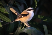 416 Western Long-tailed Shrike