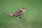 423 Common Nightingale