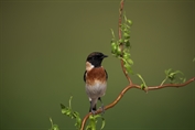 434 Byzantine Stonechat