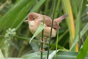 437 Common Reed Warbler
