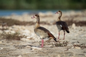 441 Egyptian Goose