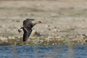 442 Eurasian Greater White-fronted Goose