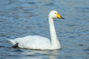 443 Whooper Swan