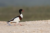 444 Common Shelduck