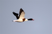 445 Common Shelduck