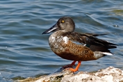 454 Northern Shoveler