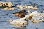 457 Northern Shoveler