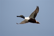 460 Northern Shoveler
