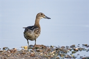 467 Garganey