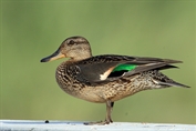 469 Eurasian Teal