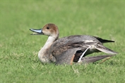 478 Northern Pintail