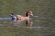 481 Eurasian Wigeon