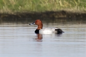 487 Common Pochard