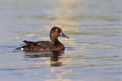 492 Ferruginous Duck