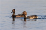 494 Ferruginous Duck