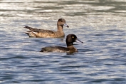 496 Tufted Duck