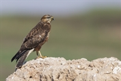 499 Steppe Buzzard