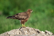 501 Steppe Buzzard