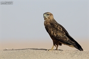 502 Steppe Buzzard