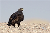 504 Steppe Eagle