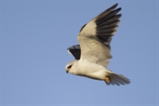 506 African Black-winged Kite