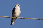 507 African Black-winged Kite