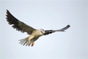 509 Eastern Black-winged Kite