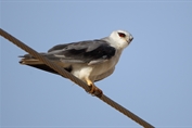 510 Eastern Black-winged Kite