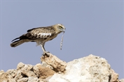 515 Short-toed Snake Eagle