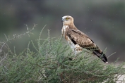 517 Short-toed Snake Eagle