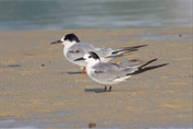 521 Common Tern