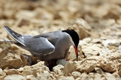 522 White-cheeked Tern