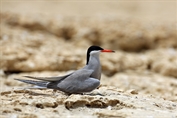 524 White-cheeked Tern