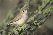 531 Eurasian Eastern Olivaceous Warbler