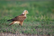 532 Northern Long-legged Buzzard